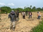 Yonif TP 921/Alang Impang galang kemitraan petani melalui penanaman jagung di Malinau