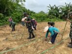 Yonif TP 921/Alang Impang Berkontribusi untuk Kemandirian Pangan di Malinau Yonif TP 921/Alang Impang Berkontribusi untuk Kemandirian Pangan di Malinau